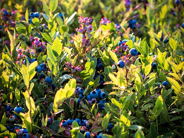 wild blueberries