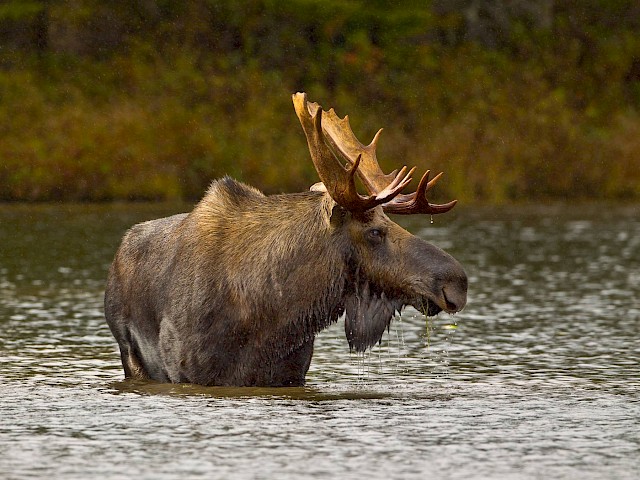 a wild moose in a pond